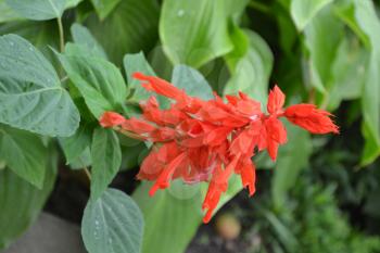 Salvia. Salvia splendens. Flower red. Heat-loving plants. Annual plant. Beautiful flower. Garden. Flowerbed. Vertical photo