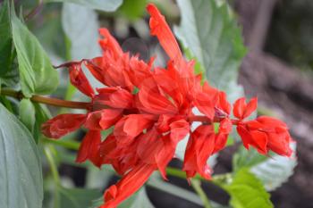 Salvia. Salvia splendens. Flower red. Heat-loving plants. Annual plant. Beautiful flower. Garden. Growing flowers. Close-up. On blurred background. Vertical photo