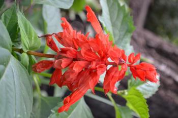Salvia. Salvia splendens. Flower red. Heat-loving plants. Annual plant. Beautiful flower. Garden. Growing flowers. Close-up. On blurred background. Vertical