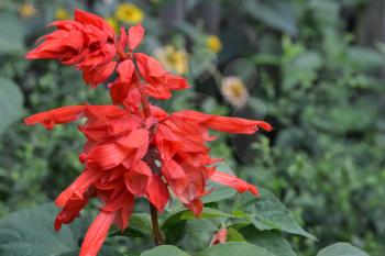Salvia. Salvia splendens. Flower red. Heat-loving plants. Annual plant. Flowerbed. Growing flowers. Close-up. On blurred background. Horizontal photo