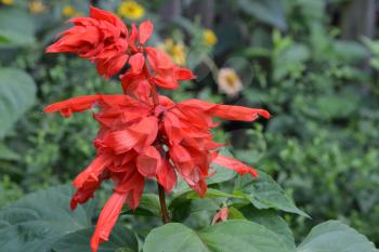 Salvia. Salvia splendens. Flower red. Heat-loving plants. Annual plant. Flowerbed. Growing flowers. Close-up. On blurred background. Horizontal
