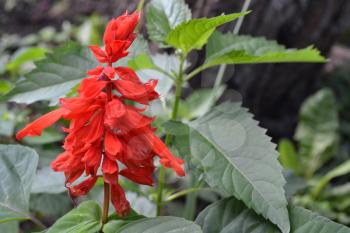 Salvia. Salvia splendens. Flower red. Heat-loving plants. Annual plant. Garden. Flowerbed. Growing flowers. Close-up. On blurred background. Horizontal photo