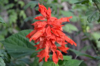 Salvia. Salvia splendens. Flower red. Heat-loving plants. Annual plant. Garden. Flowerbed. Growing flowers. Close-up. On blurred background. Horizontal