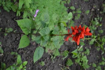 Salvia. Salvia splendens. Flower red. Heat-loving plants. Annual plant. Garden. Flowerbed. Growing flowers. Close-up. On blurred background. Vertical photo