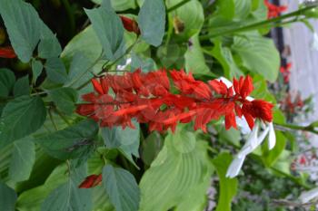 Salvia. Salvia splendens. Flower red. Heat-loving plants. Annual plant. Garden. Flowerbed. Growing flowers. Close-up. On blurred background. Vertical