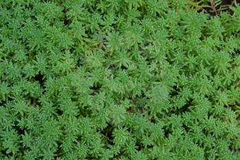 Stonecrop. Hare cabbage. Sedum. Green moss. Decorative grassy carpet. Flowerbed, garden. Close-up. Horizontal