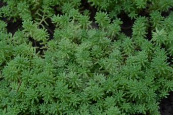 Stonecrop. Hare cabbage. Sedum. Green moss. Decorative grassy carpet. Flowerbed, garden. garden plants. Close-up. Horizontal photo