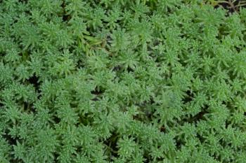 Stonecrop. Hare cabbage. Sedum. Green moss. Decorative grassy carpet. Flowerbed, garden. Horizontal photo