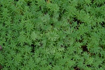 Stonecrop. Hare cabbage. Sedum. Green moss. Decorative grassy carpet. Flowerbed, garden. Horizontal