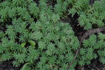 Stonecrop. Hare cabbage. Sedum. Green moss. Decorative grassy carpet. Flowerbed, garden. Ornamental garden plants. Close-up. Horizontal photo