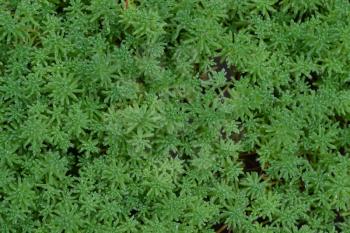 Stonecrop. Hare cabbage. Sedum. Green moss. Decorative grassy carpet. Flowerbed. Ornamental garden plants. Close-up
