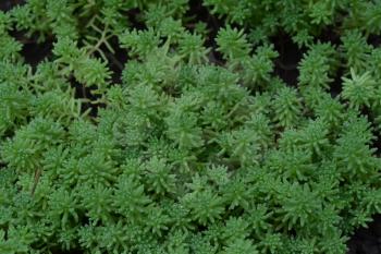 Stonecrop. Hare cabbage. Sedum. Green moss. Decorative grassy carpet. Flowerbed. Ornamental garden plants. Horizontal photo