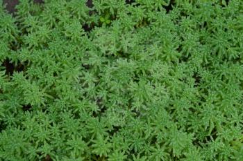 Stonecrop. Hare cabbage. Sedum. Green moss. Decorative grassy carpet. Ornamental garden plants. Close-up. Horizontal