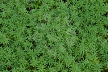 Stonecrop. Hare cabbage. Sedum. Green moss. Decorative grassy carpet. Ornamental garden plants. Close-up