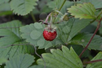 Strawberries. Fragaria vesca. Bushes of strawberry. Fragrant berries. Healing berries. Close-up. Green leaves