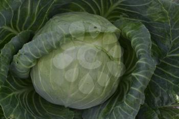 White cabbage. Brassica oleracea. Cabbage in the garden. Farm, agriculture. Cabbage close-up
