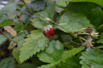 Strawberries. Fragaria vesca. Bushes of strawberry. Red juicy berries. Fragrant berries. Healing berries. Green leaves. Berries strawberries