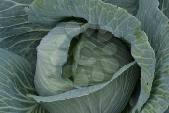 White cabbage. Brassica oleracea. Cabbage in the garden. Farm, field, agriculture. Cabbage close-up