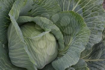 White cabbage. Cabbage close-up. Cabbage growing in the garden. Brassica oleracea. Growing cabbage. Farm. Agriculture