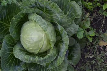 White cabbage. Cabbage growing in the garden. Brassica oleracea. Farm. Agriculture. Growing cabbage. Cabbage close-up