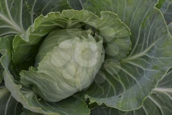 White cabbage. Cabbage growing in the garden. Brassica oleracea. Farm. Field. Agriculture. Growing cabbage