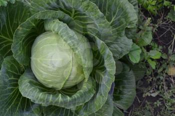 White cabbage. Cabbage growing in the garden. Brassica oleracea. Field. Agriculture. Growing cabbage. Cabbage close-up