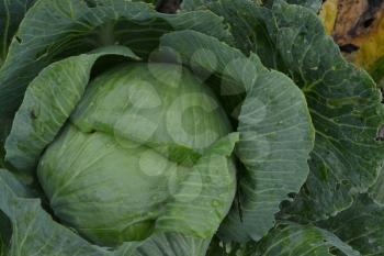 White cabbage. Cabbage growing in the garden. Brassica oleracea. Field. Farm. Agriculture. Growing cabbage. Close-up