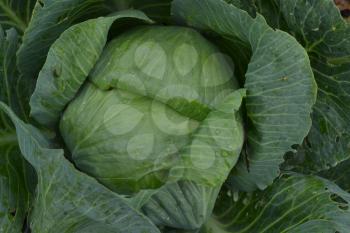 White cabbage. Cabbage growing in the garden. Brassica oleracea. Field. Farm. Growing cabbage. Cabbage close-up