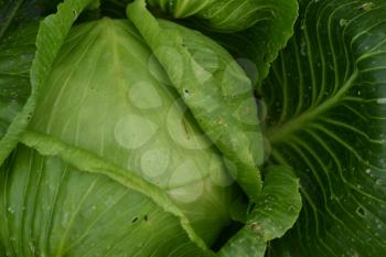 White cabbage. Cabbage growing in the garden. Brassica oleracea. Growing cabbage. Farm. Agriculture. Cabbage close-up