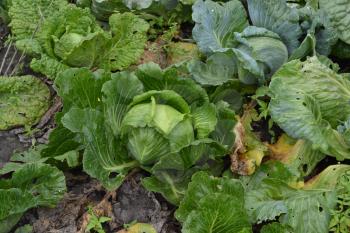 White cabbage. Cabbage growing in the garden. Brassica oleracea. Growing cabbage. Field. Agriculture