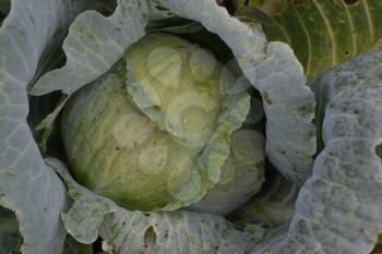 White cabbage. Cabbage growing in the garden. Brassica oleracea. Growing cabbage. Field. Farm. Agriculture. Close-up