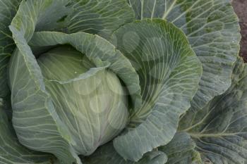 White cabbage. Close-up. Cabbage growing in the garden. Brassica oleracea. Growing cabbage. Field. Farm. Agriculture