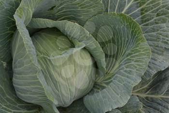 White cabbage. Close-up. Cabbage growing in the garden. Brassica oleracea. Growing cabbage. Field. Farm