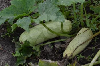 Zucchini. Cucurbita pepo ssp. pepo. Useful vegetable. Green leaves. Bushes courgettes in the garden. The fruits of zucchini among the leaves. Garden, field, farm. Close-up