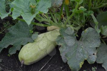 Zucchini. Cucurbita pepo ssp. pepo. Useful vegetable. Green leaves. Bushes courgettes in the garden. The fruits of zucchini among the leaves. Garden, field, garden, farm. Close-up. horizontal photo