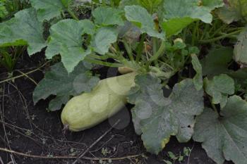 Zucchini. Cucurbita pepo ssp. pepo. Useful vegetable. Green leaves. Bushes courgettes in the garden. The fruits of zucchini among the leaves. Garden, field, garden. Close-up. Horizontal photo