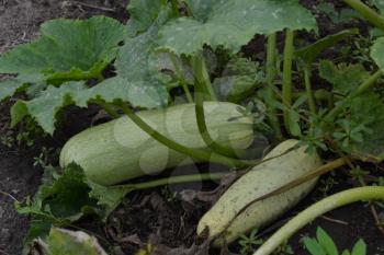 Zucchini. Cucurbita pepo ssp. pepo. Useful vegetable. Green leaves. Bushes courgettes in the garden. The fruits of zucchini among the leaves. Garden, field, garden