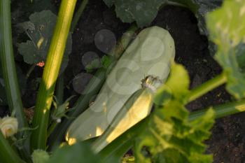 Zucchini. Cucurbita pepo ssp. pepo. Useful vegetable. Green leaves. Bushes courgettes in the garden. The fruits of zucchini among the leaves