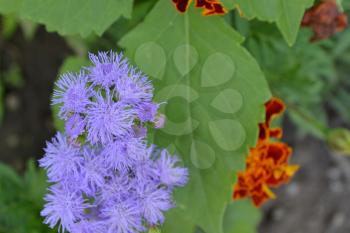 Ageratum Mexican. Ageratum houstonianum. Ageratum houstonianum. Blue flower. Close-up