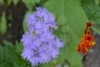 Ageratum Mexican. Ageratum houstonianum. Ageratum houstonianum. Blue flower. Garden plants. Close-up