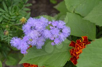 Ageratum Mexican. Ageratum houstonianum. Ageratum houstonianum. Blue fluffy flower. Garden plants