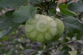 Apple. Grade Florina. Apples average maturity. Fruits apple on the branch. Apple tree. Agriculture. Growing fruits. Farm. Close-up. Horizontal photo