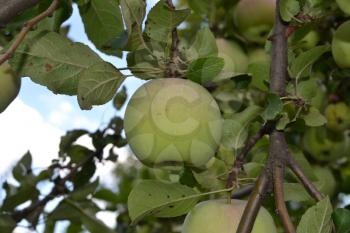 Apple. Grade Florina. Apples average maturity. Fruits apple on the branch. Apple tree. Garden. Farm. Agriculture. Horizontal photo