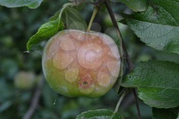 Apple. Grade Florina. Apples average maturity. Fruits apple on the branch. Apple tree. Garden. Farm. Growing fruits. Close-up. Horizontal