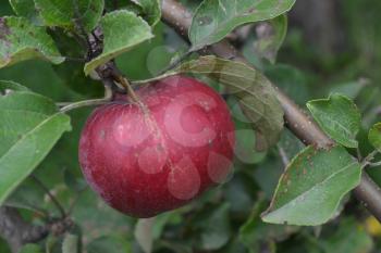 Apple. Grade Jonathan. Apples are red. Winter grade. Fruits apple on the branch. Apple tree. Agriculture. Garden. Farm. Close-up. Horizontal photo