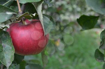 Apple. Grade Jonathan. Apples are red. Winter grade. Fruits apple on the branch. Apple tree. Agriculture. Growing fruits. Garden. Farm. Close-up. Horizontal photo