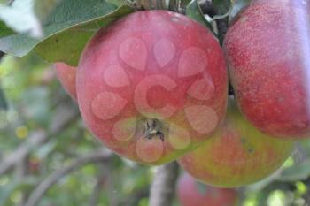 Apple. Grade Jonathan. Apples are red. Winter grade. Garden. Farm. Fruits apple on the branch. Apple tree. Agriculture. Close-up. Horizontal photo