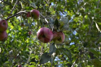 Apple. Grade Jonathan. Apples are red. Winter grade. Growing fruits. Fruits apple on the branch. Apple tree. Agriculture. Close-up. Horizontal photo
