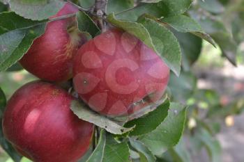 Apple. Grade Jonathan. Apples are red. Winter grade. Growing fruits. Garden. Farm. Fruits apple on the branch. Apple tree. Agriculture. Horizontal photo