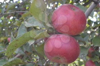 Apple. Grade Jonathan. Apples are red. Winter grade. Growing fruits. Garden. Farm. Fruits apple on the branch. Apple tree. Agriculture. Horizontal